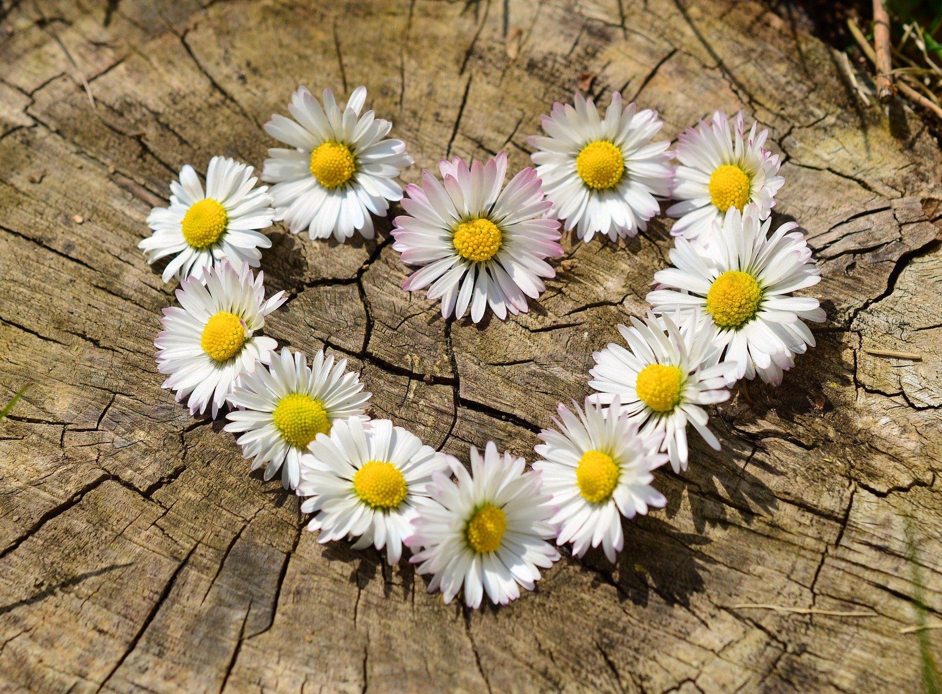 Daisies 712892 1920