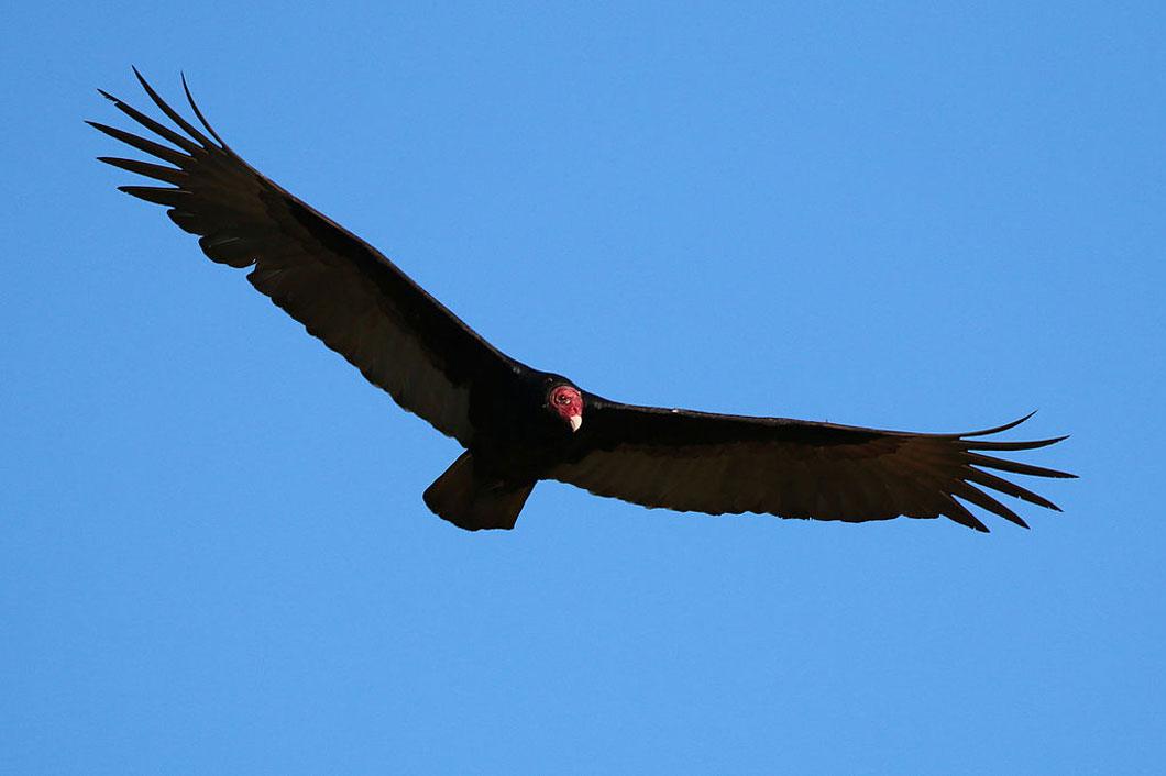 Legende oiseau tonnerre